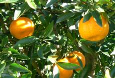 Pianta mandarino