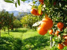 Albero di arance