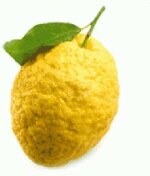 cedro