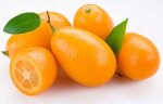 kumquat