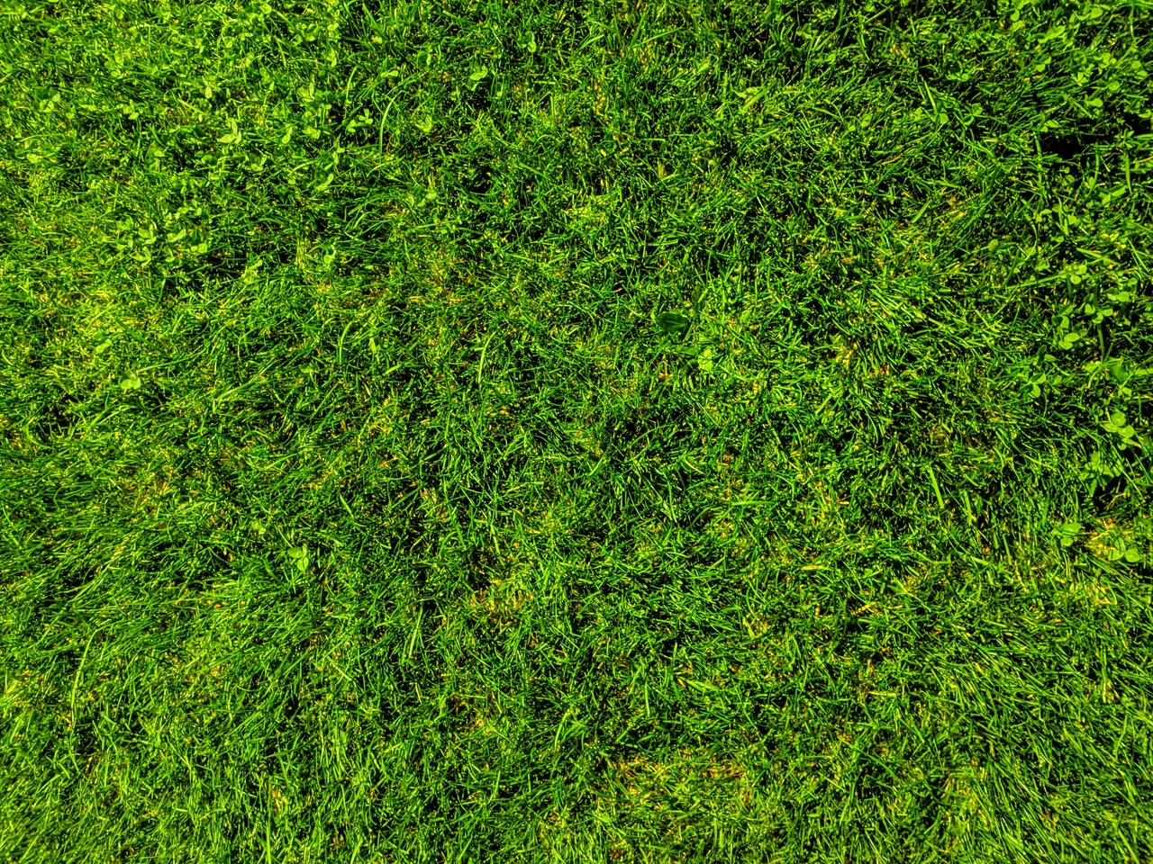 Che cos’è la gramigna? Ecco la tipologia di prato consigliata dagli esperti