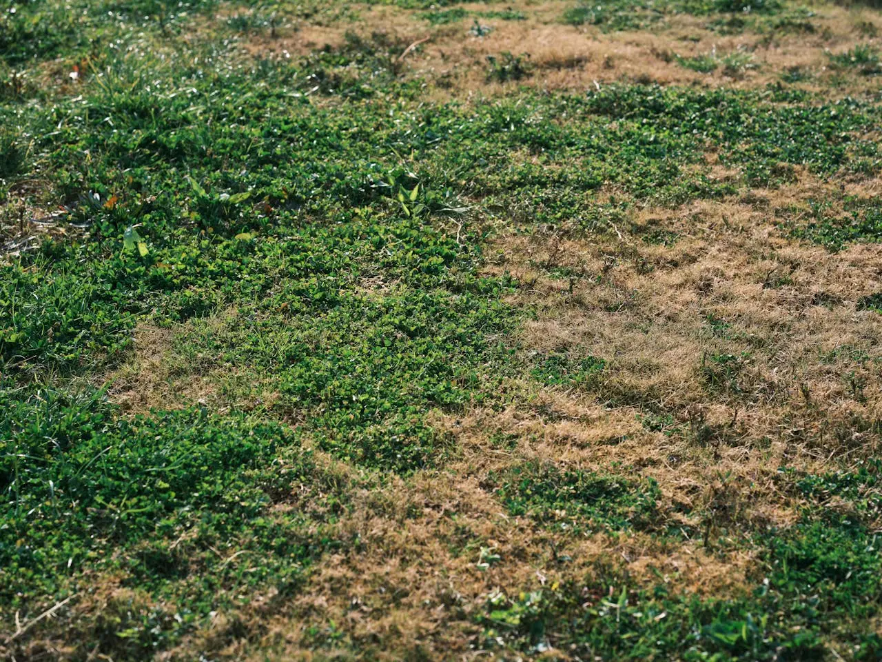 Il tuo prato è vecchio e diradato? Ecco quanto dura davvero un prato all’inglese prima di doverlo rifare