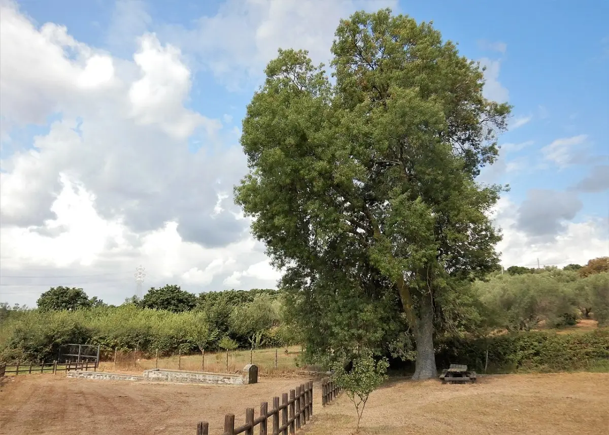 Il tuo leccio sta morendo? Ecco la sua aspettativa di vita reale e i segreti per farlo durare secoli