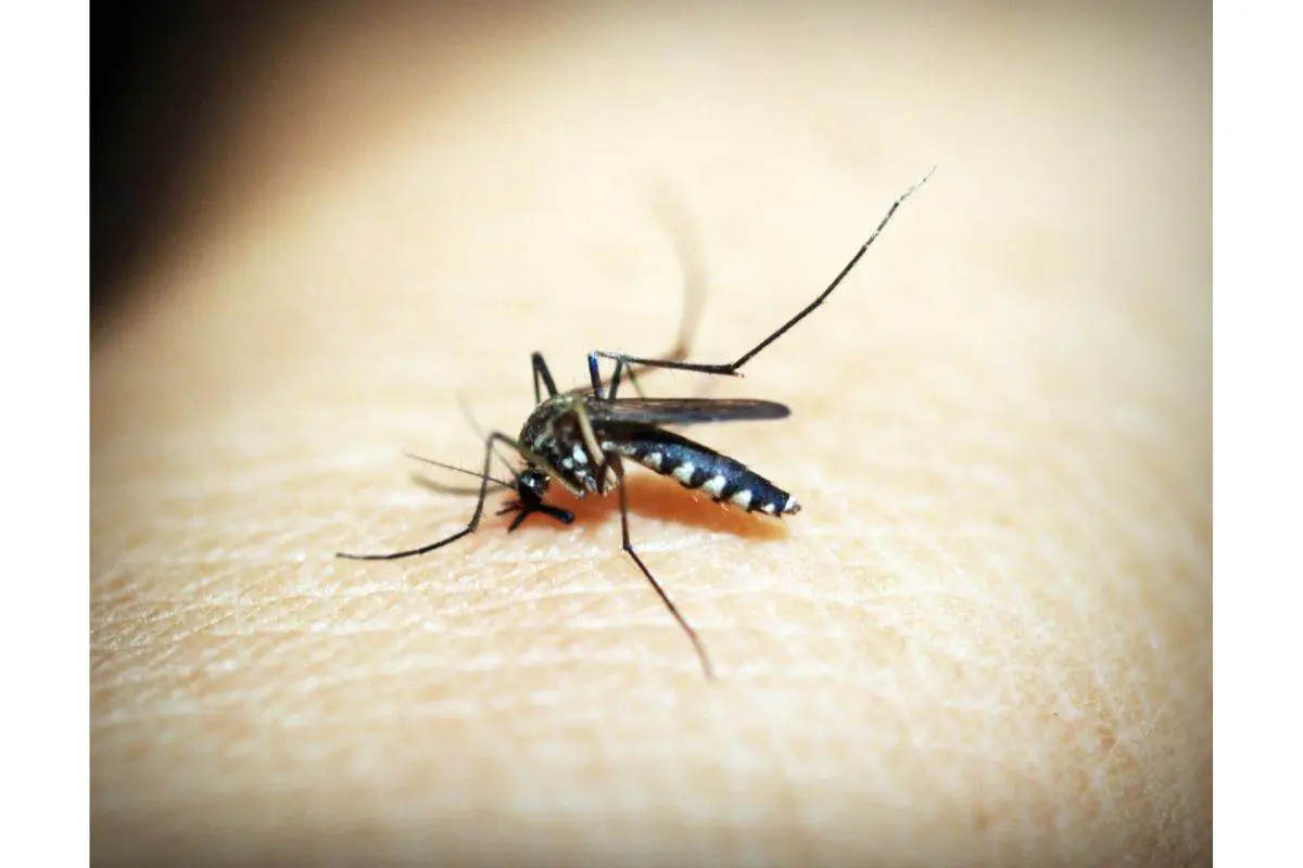 Allerta zanzare nel giardino con i tuoi cani? Ecco il metodo sicuro per disinfestare senza rischi