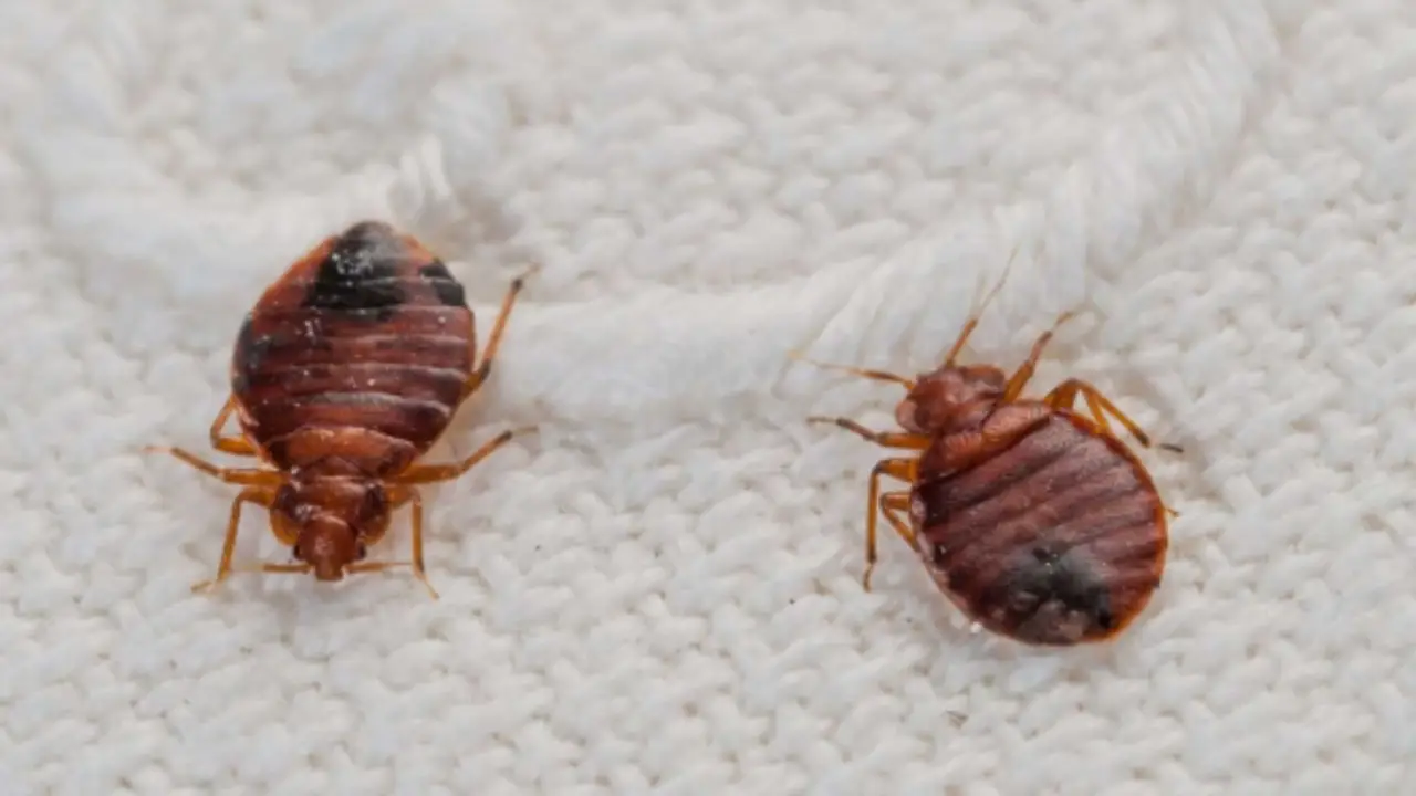 Spruzzare alcol sul materasso uccide davvero gli acari? Ecco cosa succede