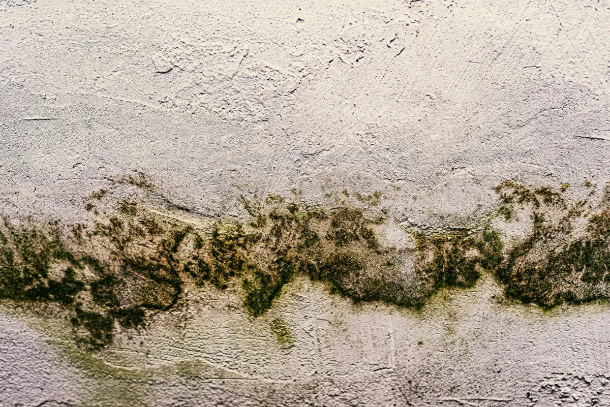 L’odore di muffa non va via da tende e divani? Ecco il disinfettante naturale potente per tessuti