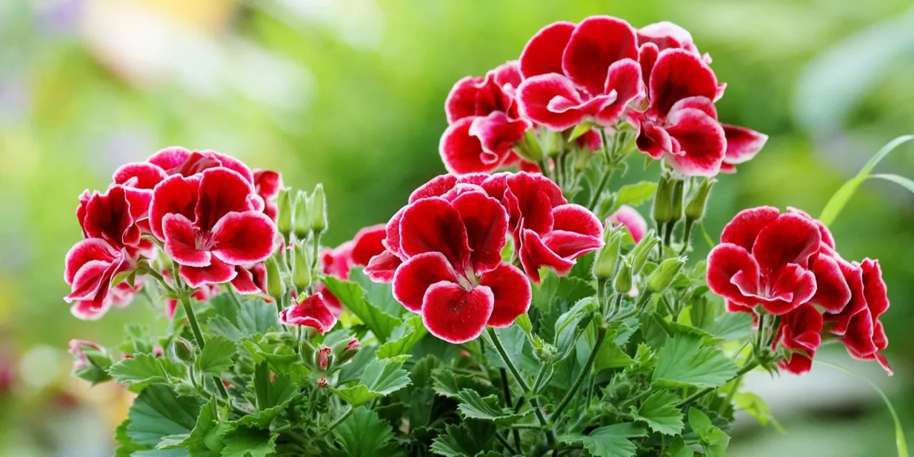 I gerani resistono al caldo e al freddo? Ecco la temperatura esatta che li fa sopravvivere