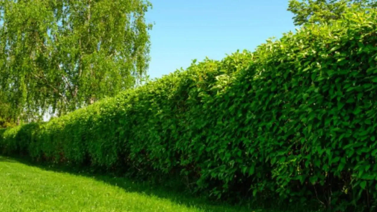 Il trucco economico e veloce per delimitare il giardino senza usare recinzioni costose